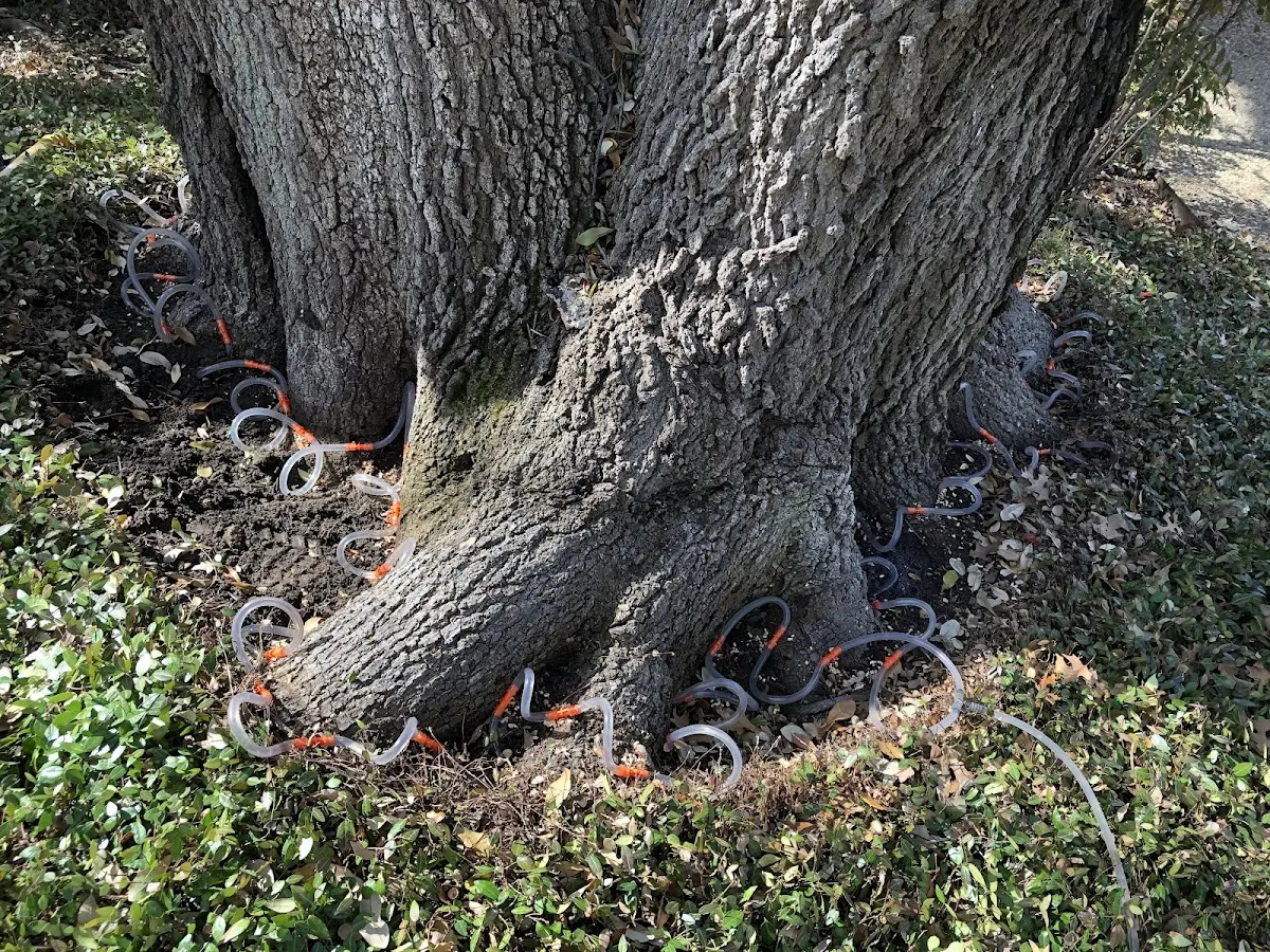 Detailed Tree Cabling and Bracing job site in El Rito