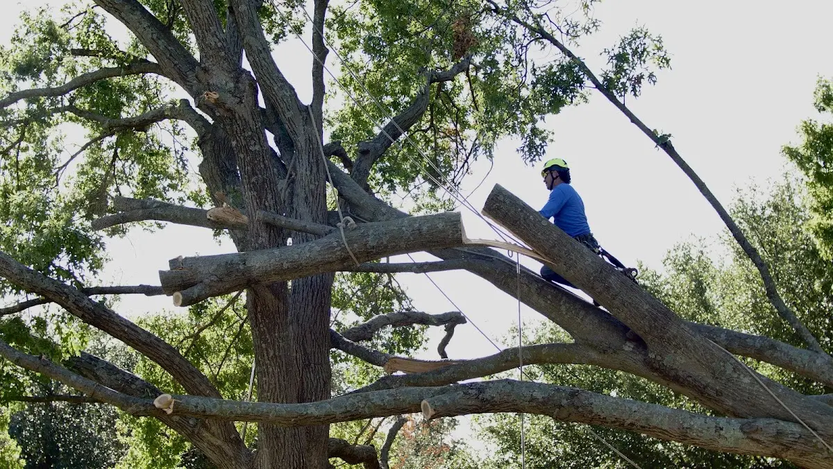 Professional Crown Thinning performed by certified arborists in El Rito