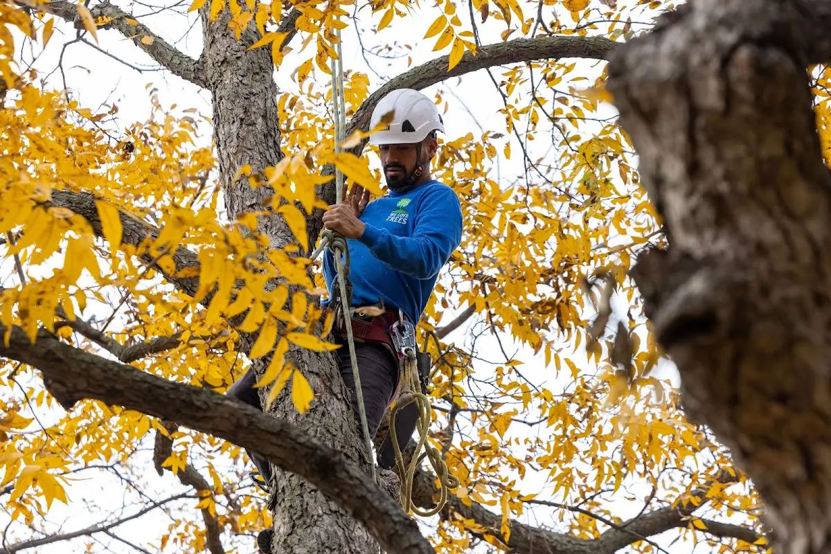 Skilled Tree Pruning crew working in El Rito
